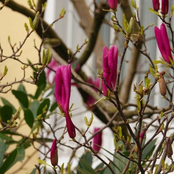 Magnolia liliiflora बार्क (छाल)