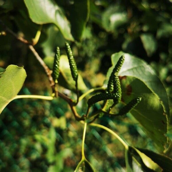 Alnus cordata Blomst