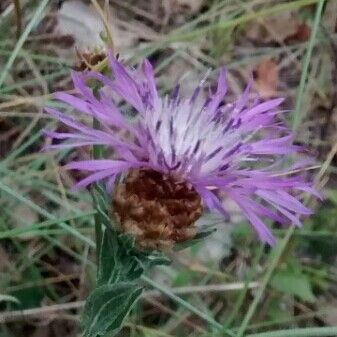 Centaurea jacea Цвят