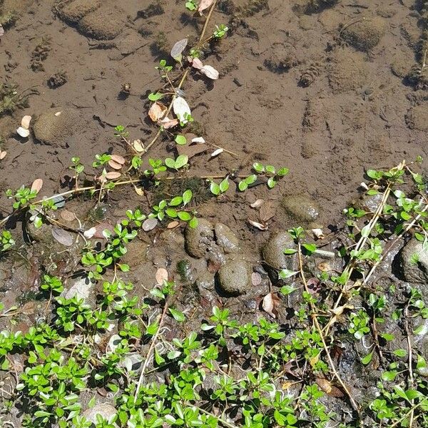 Ludwigia grandiflora Buveinė