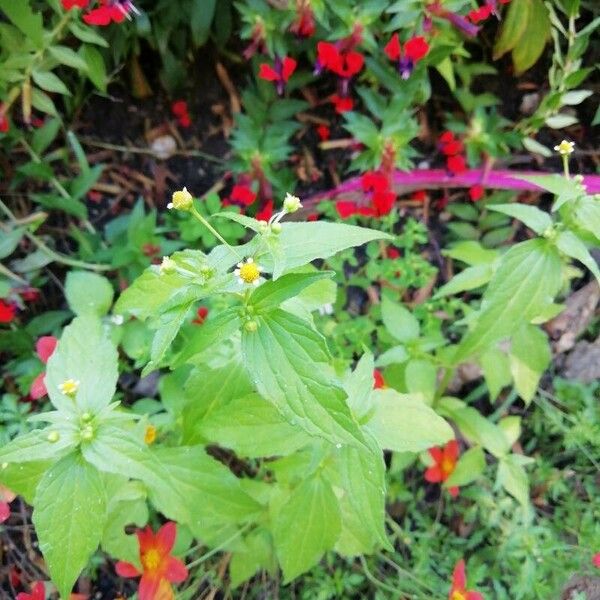 Galinsoga parviflora Flower