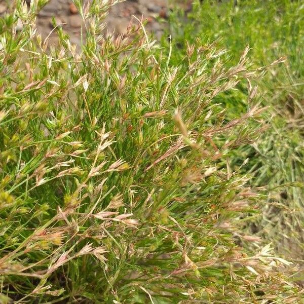 Juncus bufonius ᱵᱟᱦᱟ