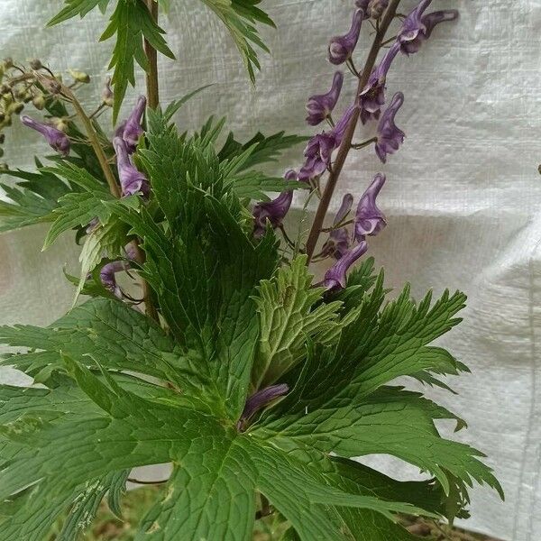 Aconitum septentrionale برگ