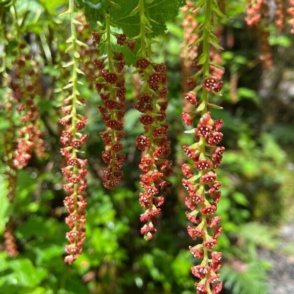 Coriaria ruscifolia Λουλούδι