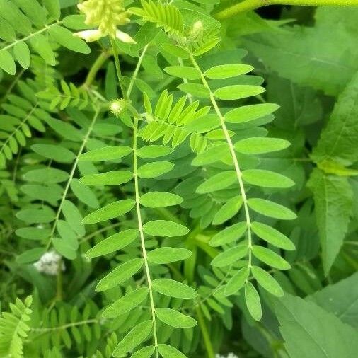 Astragalus canadensis Листок