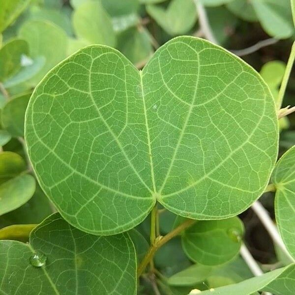 Bauhinia galpinii Other