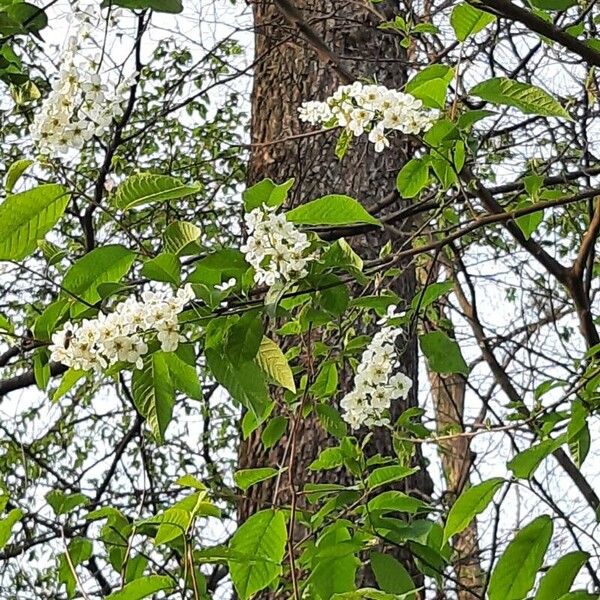 Prunus padus Кветка