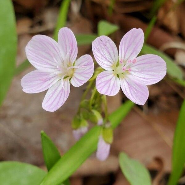 Claytonia virginica 花