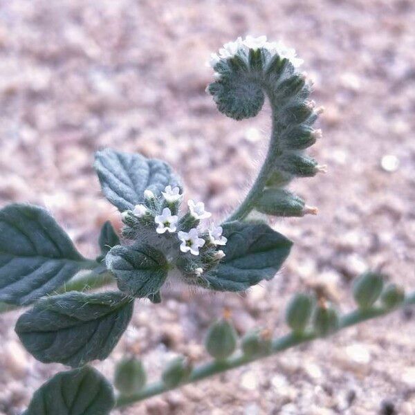 Heliotropium europaeum Blüte