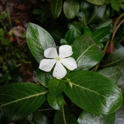 Catharanthus roseus 花