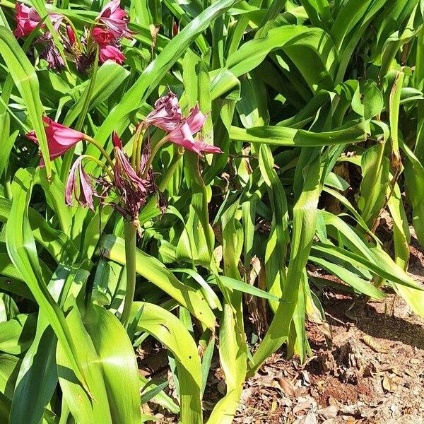 Crinum × powellii Habitat