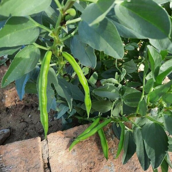 Vicia faba Fruit