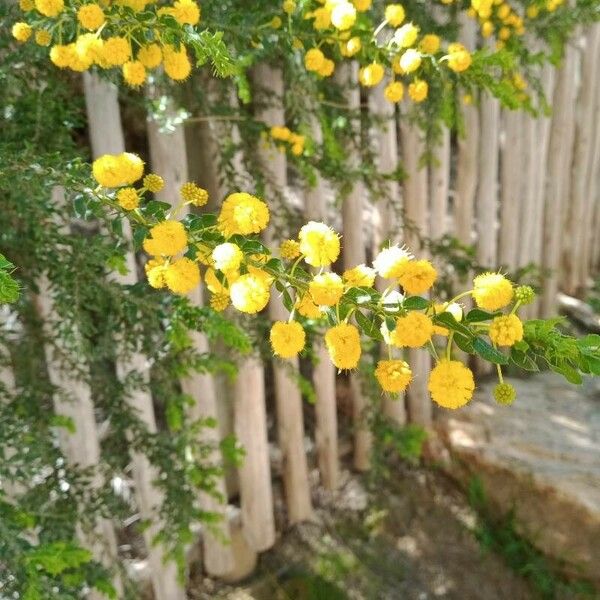 Acacia paradoxa Цвят