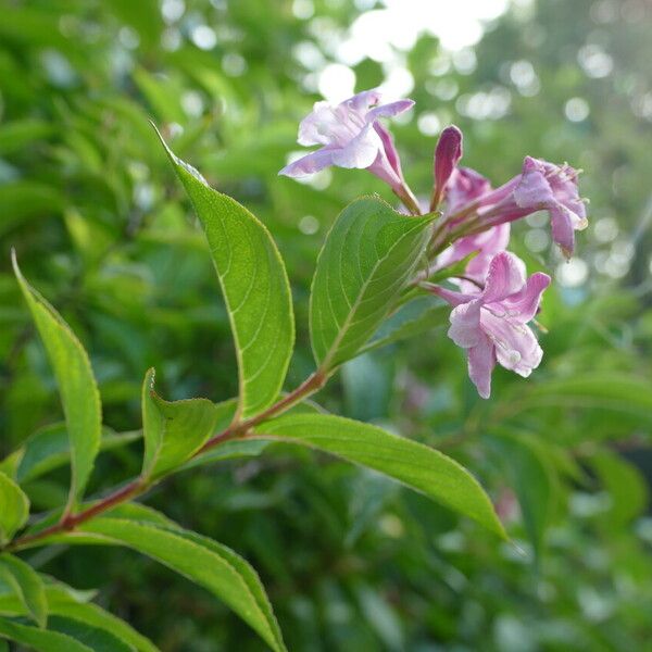 Weigela florida Flower