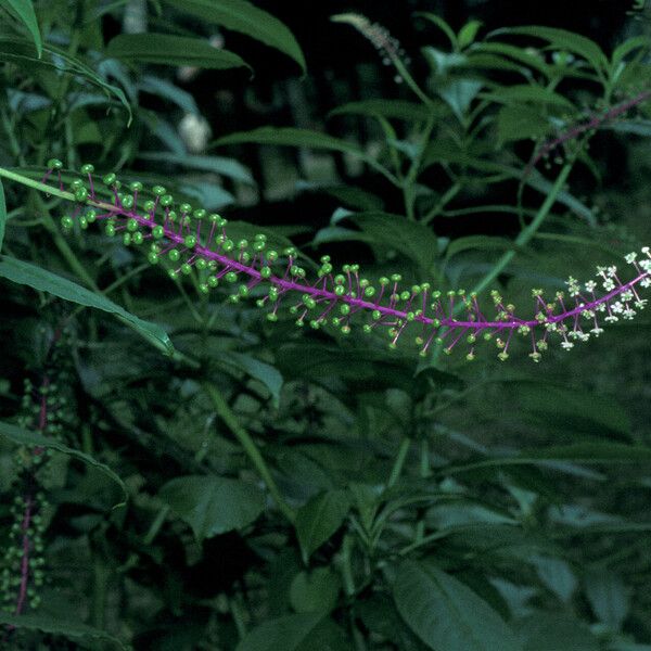 Phytolacca rivinoides Flower