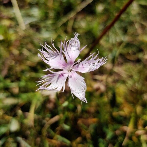 Dianthus hyssopifolius Flower