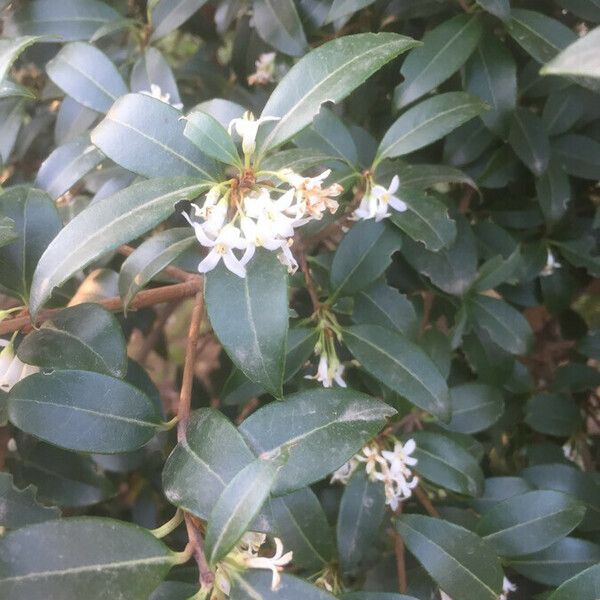 Osmanthus × burkwoodii Kvet