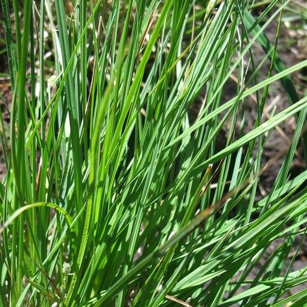 Carex canescens Hábito