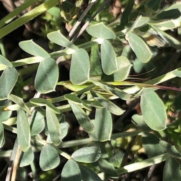 Astragalus incanus Leaf