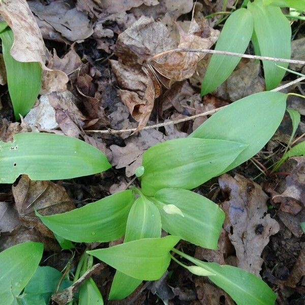 Allium ursinum Листок