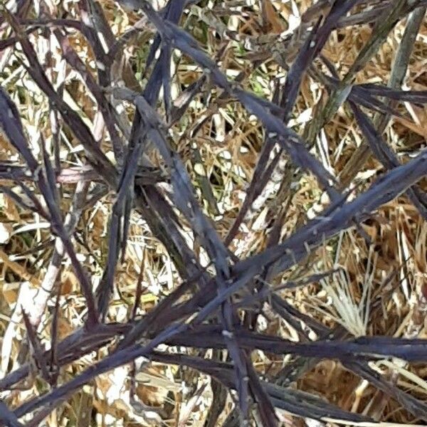 Brassica juncea Bark