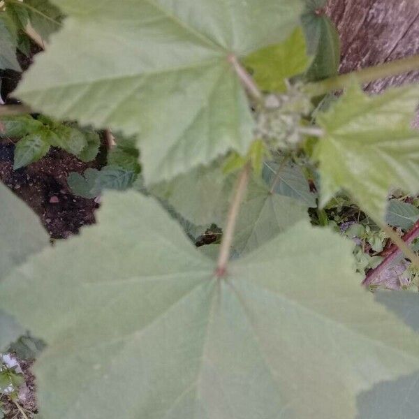 Malva verticillata Leaf