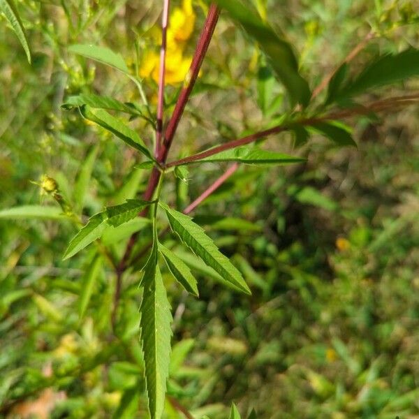 Bidens aristosa Blomma