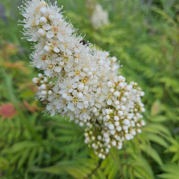 Sorbaria sorbifolia Bloem