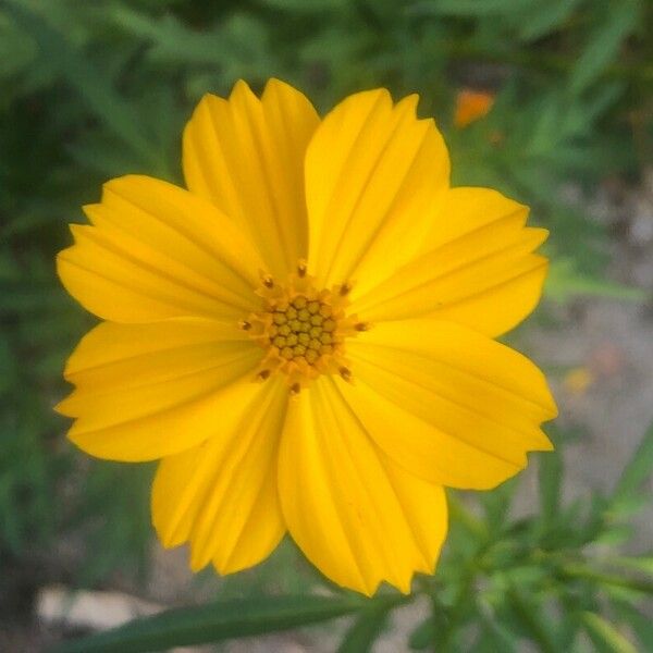 Cosmos sulphureus Flower