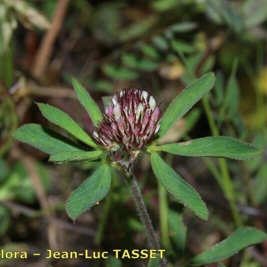 Trifolium bocconei Blodyn