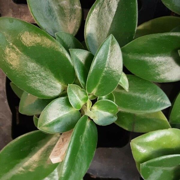 Peperomia serpens Leaf