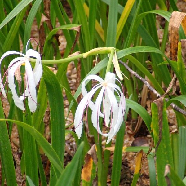 Crinum americanum Staniste