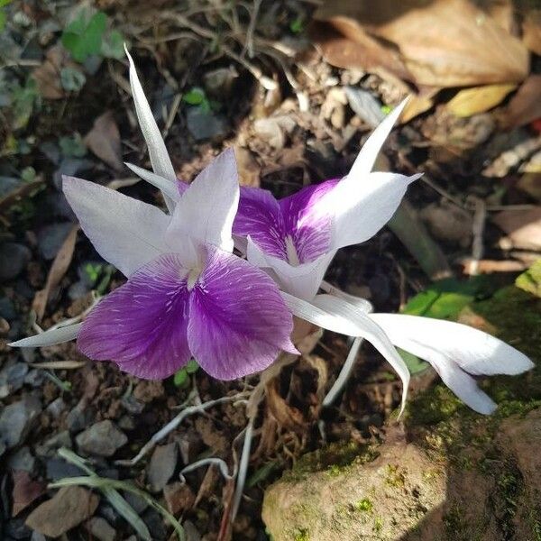 Kaempferia rotunda Flower