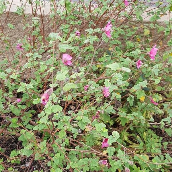 Anisodontea capensis Flors