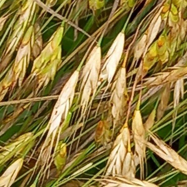 Bromus secalinus Flower