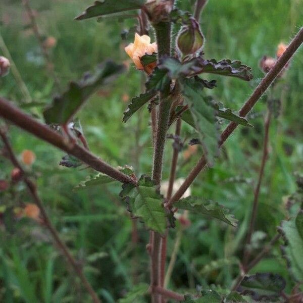 Sida cordifolia Rinde