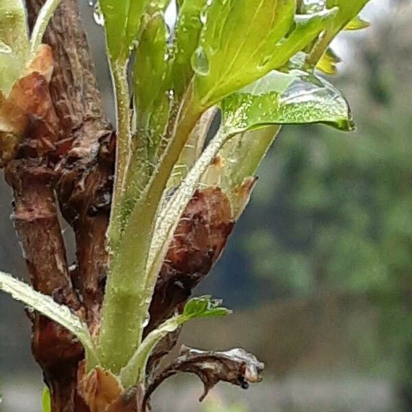 Ribes aureum Frunză