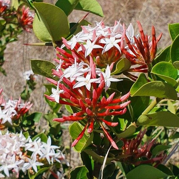 Carissa spinarum Flower