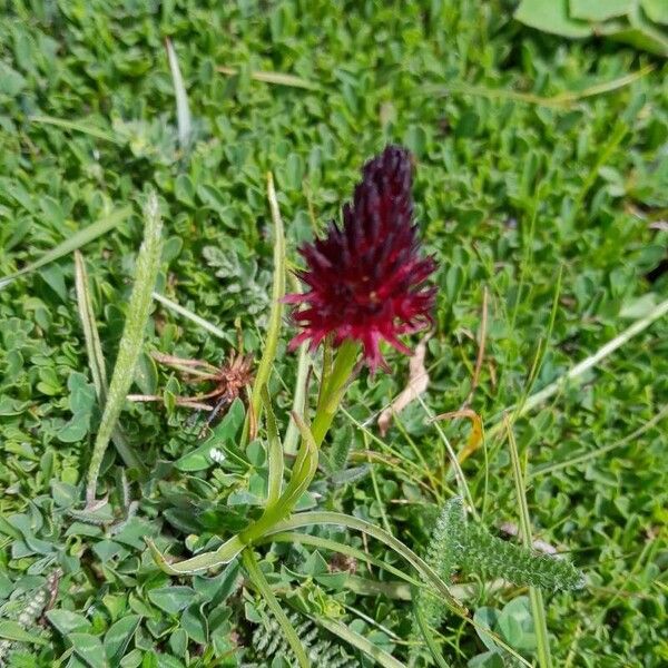 Gymnadenia nigra Blüte