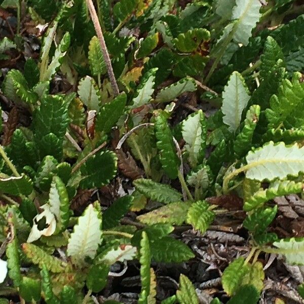 Dryas octopetala Hoja