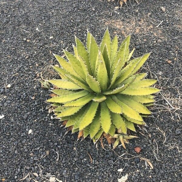 Agave lophantha برگ