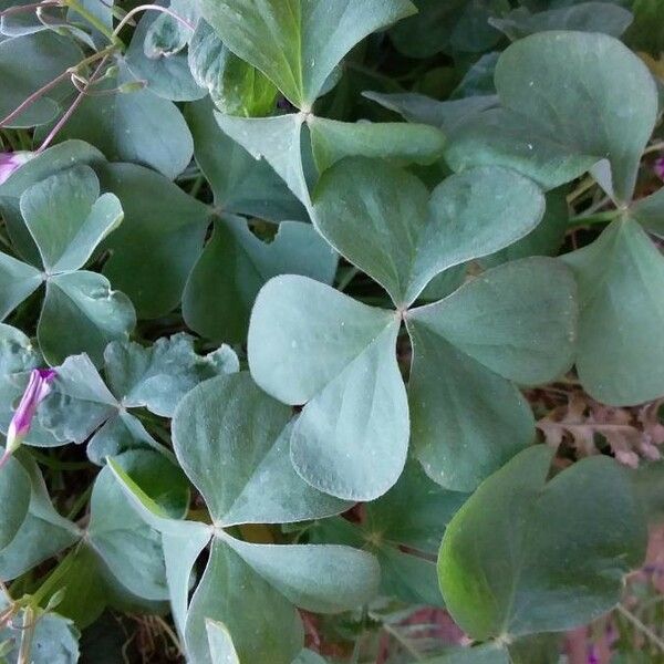 Oxalis articulata Φύλλο