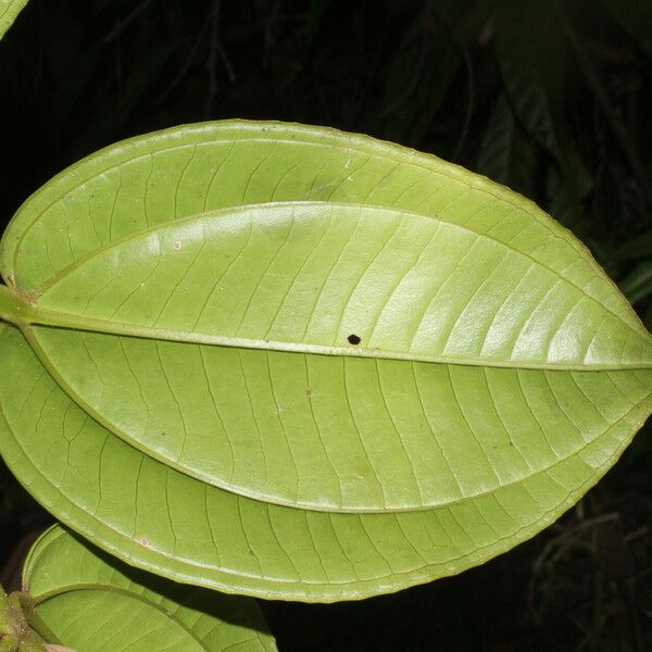 Adelobotrys adscendens Leaf