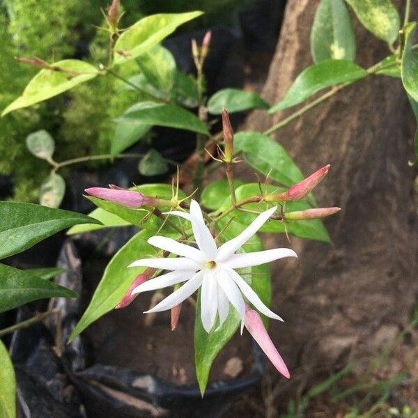 Jasminum laurifolium Floro