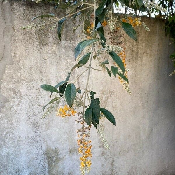 Buddleja madagascariensis Flower