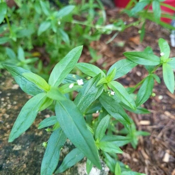 Oldenlandia corymbosa Лист