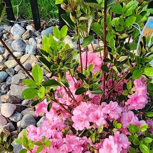 Rhododendron hirsutum Floare