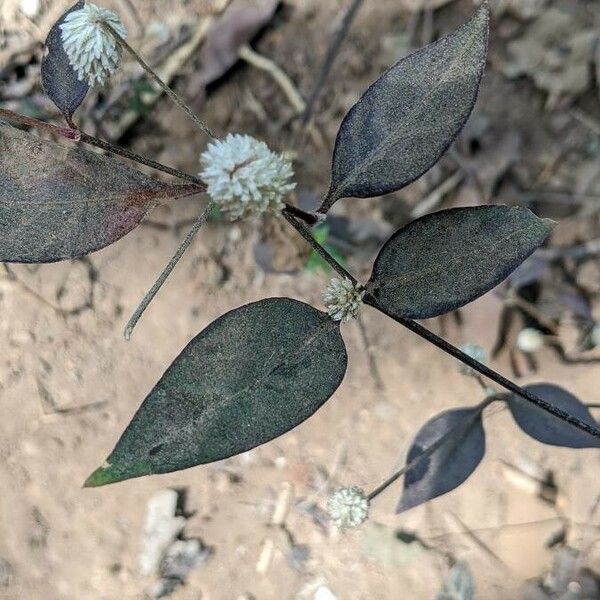 Alternanthera sessilis Leaf