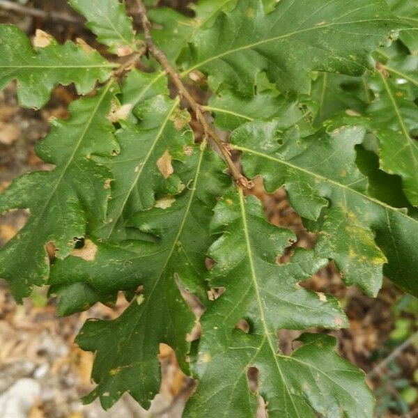 Quercus cerris Blad