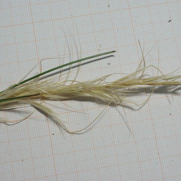 Stipa capensis Flower